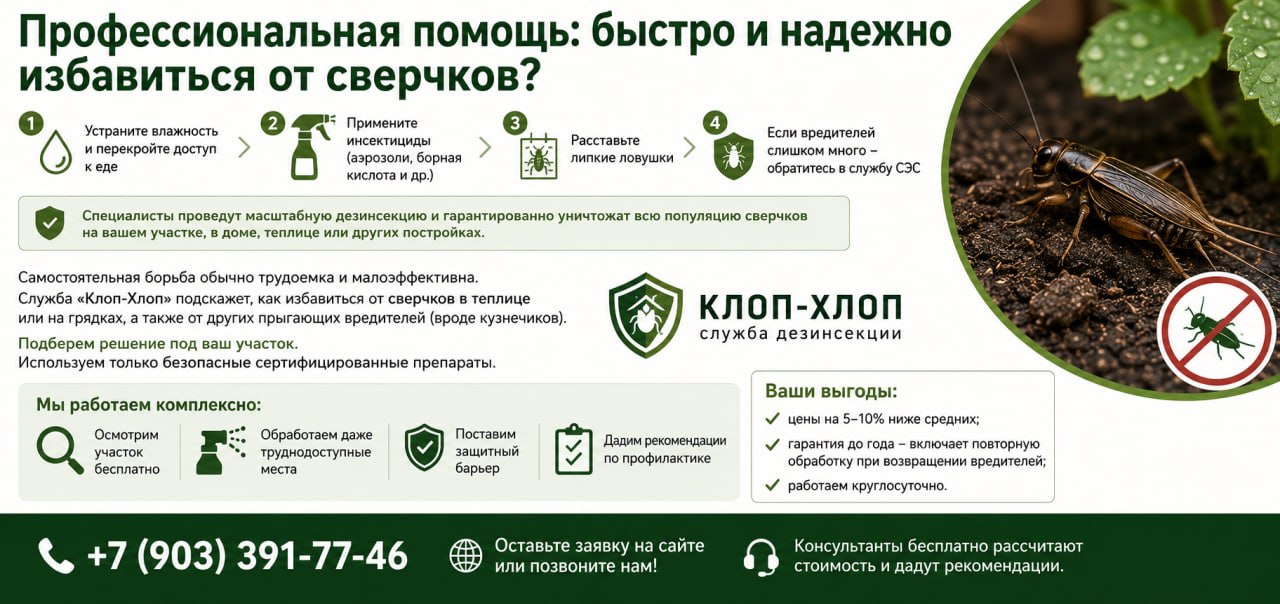 Профессиональная помощь: быстро и надежно избавиться от сверчков